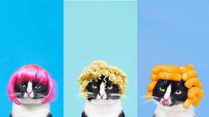 Thời trang mèo: Đầu đẹp tự tin xuống phố