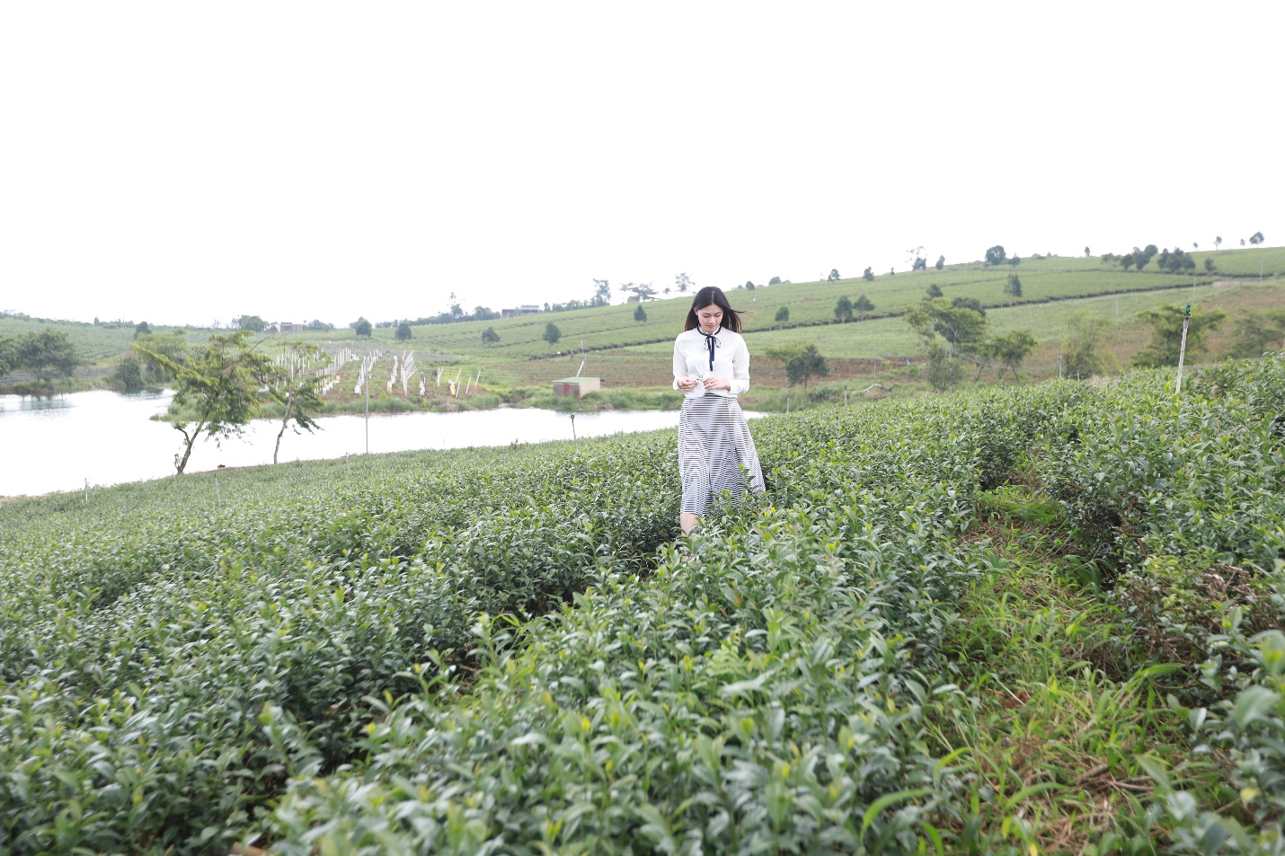 Á hậu Thanh Tú thả hồn giữa nương trà ở Bảo Lộc