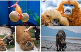 13 bức hình chứng minh tuy không được đẹp mã nhưng những loài động vật này vẫn có khoảnh khắc đáng yêu “chết đi được”