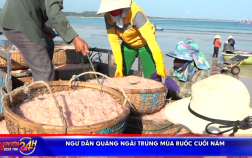 Ngư dân Quảng Ngãi trúng mùa ruốc cuối năm