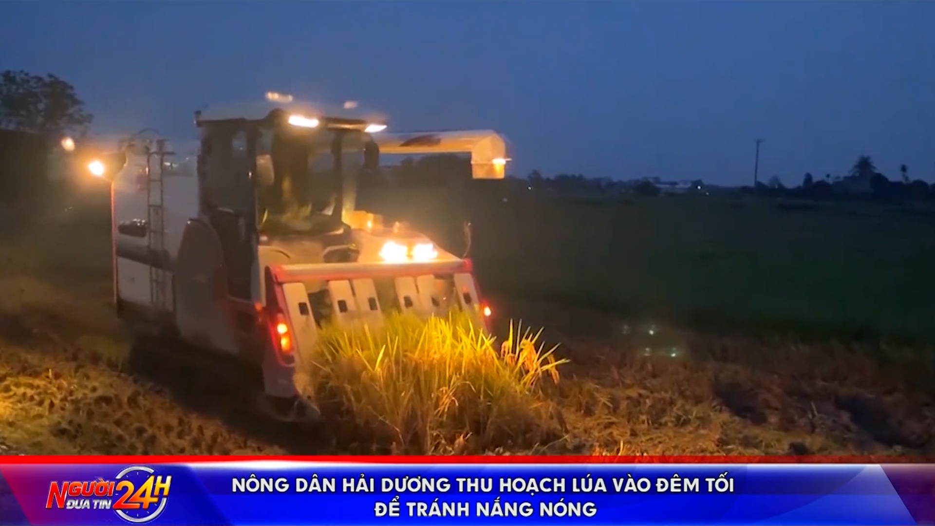 Nông dân Hải Dương thu hoạch lúa vào đêm tối để tránh nắng nóng