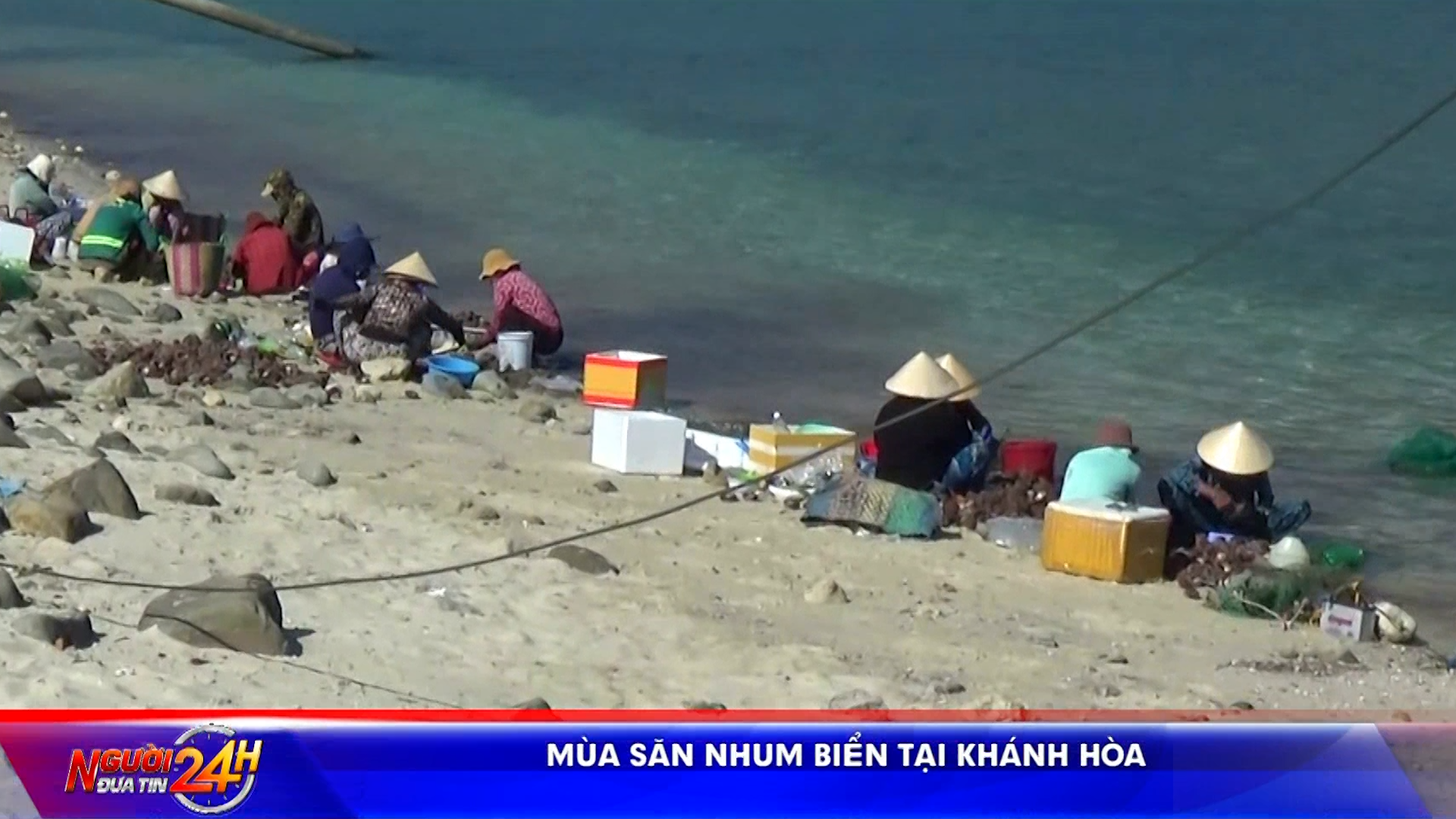 <strong>Mùa săn nhum biển tại Khánh Hòa</strong>