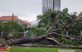 Cây xanh ở TP.HCM bật gốc trong mưa lớn